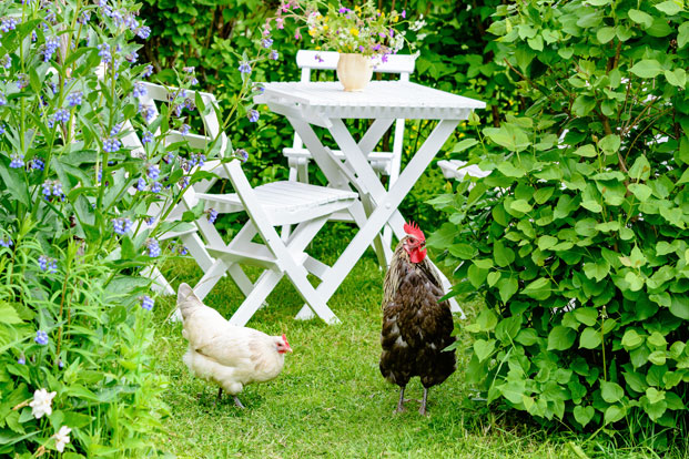 The Risks of Raising Backyard Chickens