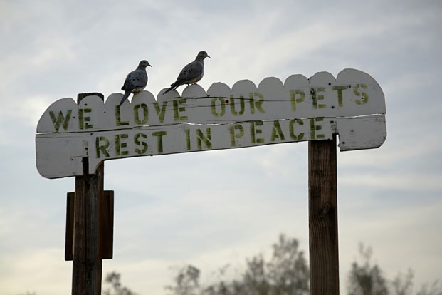 Five Ways to Cope With the Loss of a Pet