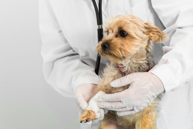 Pros and Cons of Pet Health Insurance