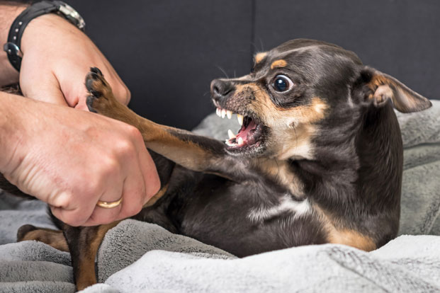 Pet Talk: Signs a Dog is About to Bite — and How to Avoid It